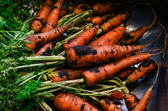 A pile of carrots covered in dirt - Powered by Adobe