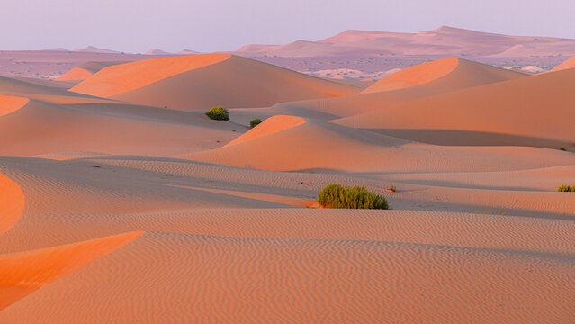 View of undulating sand dunes, painted in fiery oranges and soft pinks by the setting sun, with sparse greenery adding contrast, Bateen Liwa, Abu Dhabi, United Arab Emirates.