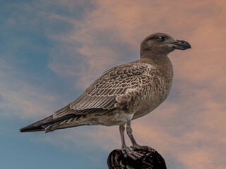 Juvenile Pacific Gull Stands Proud © david hutchinson