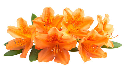 Cluster of vibrant orange flowers with detailed petals and green foliage, set against black