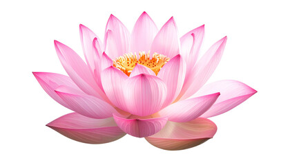 A close-up of a blooming pink lotus flower with a golden center, set against black