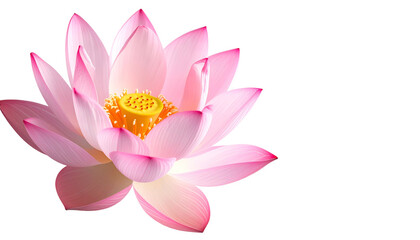 Vibrant pink lotus flower, blooming, set against a dark background, isolated, elegant