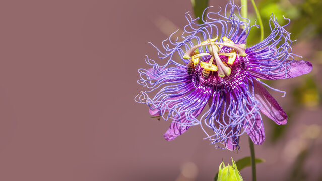 A purple passion flower close up view or maypop also known as Passiflora incarnata with copy space.