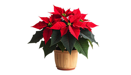 Vibrant poinsettia with red bracts and green foliage in a ribbed pot, isolated