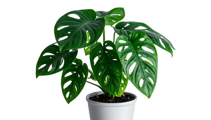 A vibrant, lush Swiss cheese plant in a white pot, isolated on a black background