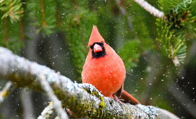 red cardinal on a branch