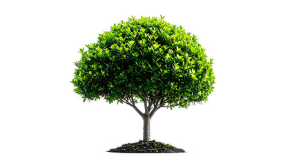 Isolated image of a tree with lush green foliage and a brown trunk, against a black backdrop