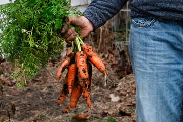 A person holding a bunch of fresh harvested carrots covered in dirt