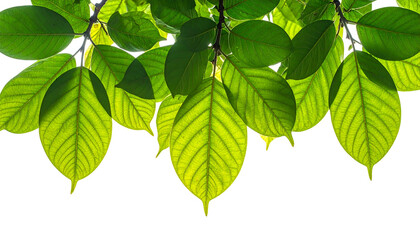 Green leaves hang from branches against a dark background, backlit by the sun