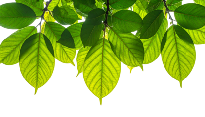 Green leaves hang from branches against a dark background, backlit by the sun
