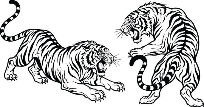 Tiger vector illustration, aggressive animal poses, black and white wild cat artwork, fierce jungle predator design, cad drawing flat vector illustration