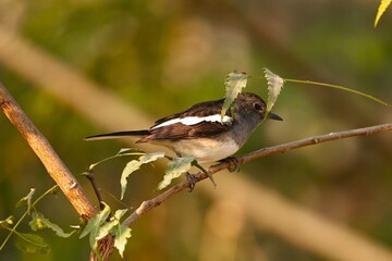 Magpie Robin