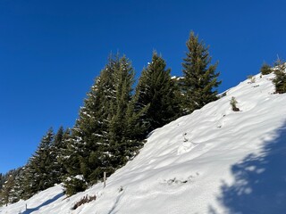 Fototapeta premium Picturesque canopies of alpine trees in a typical winter atmosphere in the Swiss Alps and over the village St. Antönien (St. Antoenien) - Canton of Grisons, Switzerland (Kanton Graubünden, Schweiz)