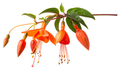Vibrant orange and red hanging flowers with delicate stamens and green leaves
