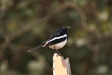 Magpie Robin