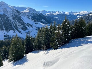 Fototapeta premium Picturesque canopies of alpine trees in a typical winter atmosphere in the Swiss Alps and over the village St. Antönien (St. Antoenien) - Canton of Grisons, Switzerland (Kanton Graubünden, Schweiz)