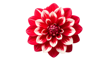 A vibrant red and white dahlia flower, isolated on a black background, in full bloom