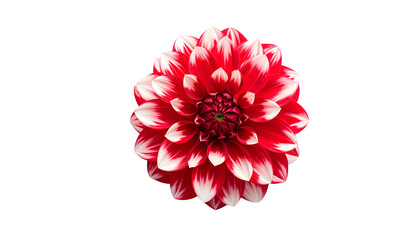 A vibrant red and white dahlia flower isolated on a stark black background