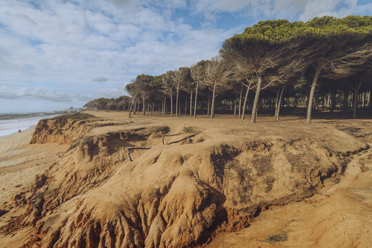 View of rugged, sun-baked cliffs meet the azure sea, fringed by a line of verdant trees under a vast sky, a serene coastal panorama, Quarteira, Faro District, Portugal.