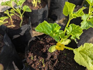 Melon planting on poly bags in the rooftop home garden, exposed to the morning sun, Hobbies