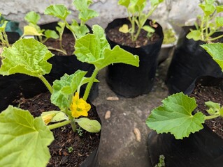 Melon planting on poly bags in the rooftop home garden, exposed to the morning sun, Hobbies