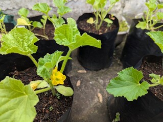 Melon planting on poly bags in the rooftop home garden, exposed to the morning sun, Hobbies