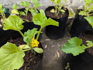 Melon planting on poly bags in the rooftop home garden, exposed to the morning sun, Hobbies