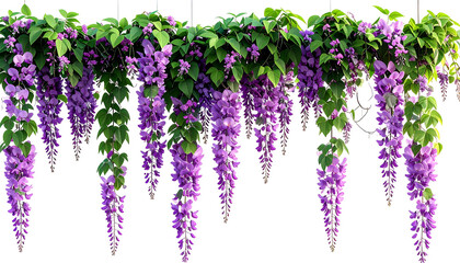 Cascading wisteria flowers with purple blooms and vibrant green leaves on black background