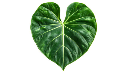 Isolated, heart-shaped tropical leaf with deep green color and prominent venation