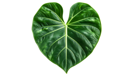 Isolated, heart-shaped tropical leaf with deep green color and prominent venation