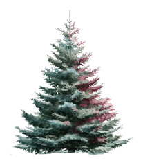 Fototapeta premium PNG Watercolor evergreen tree illustration.