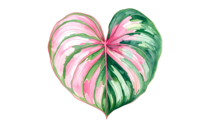 A heart-shaped leaf, watercolor painted, showing pink and green variegation, isolated on black