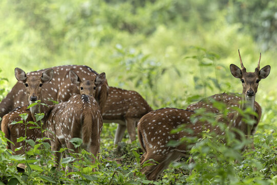 View of a herd of spotted deer grazes peacefully amidst lush greenery, their white spots contrasting against the verdant foliage, Chitwan National Park, Nepal.