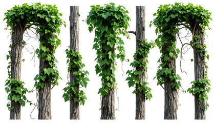 Columns of weathered wood entwined by lush green ivy, arching and climbing