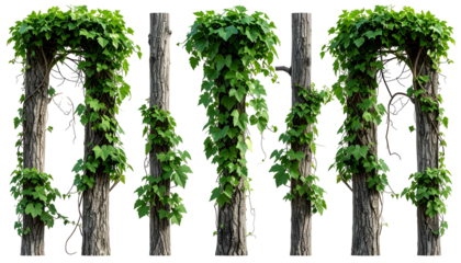 Columns of weathered wood entwined by lush green ivy, arching and climbing