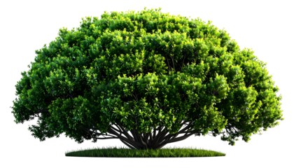 Lush, rounded, green foliage bush, with intricate leaves, on a transparent background