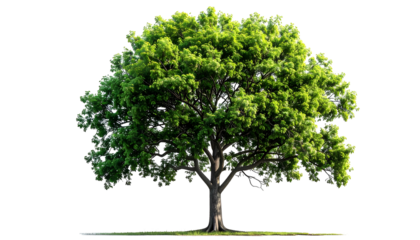 Isolated lush, mature tree with dense green foliage against a transparent background
