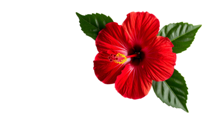 Vivid red hibiscus bloom with green leaves against a stark black background