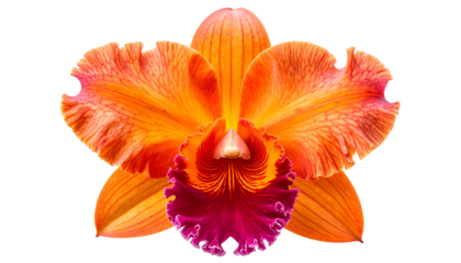 A vibrant orange and purple orchid bloom, center focus, with detailed petals and dark background