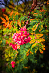 red berries on a branch