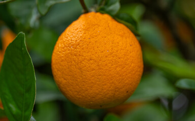 Perfectly Ripe Orange Centered on the Tree with Soft Green Background