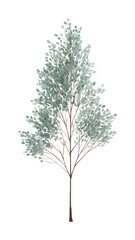 Obraz premium PNG Elegant watercolor tree illustration.