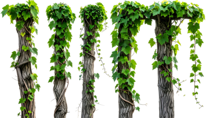 Five weathered wooden pillars entwined with lush green climbing vines, isolated on black