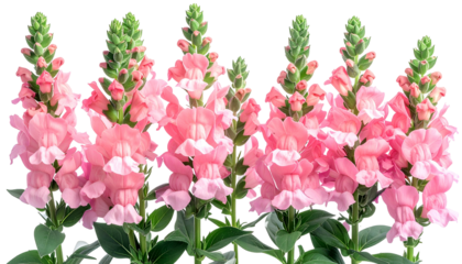 Close-up of six vertical, light pink snapdragon flowers with green stalks and leaves