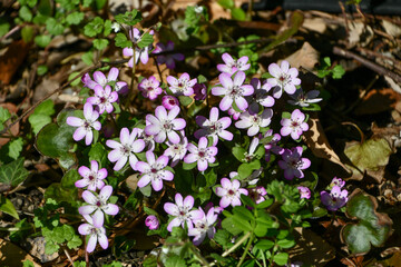 雪割草（へパティカ）　Hepatica