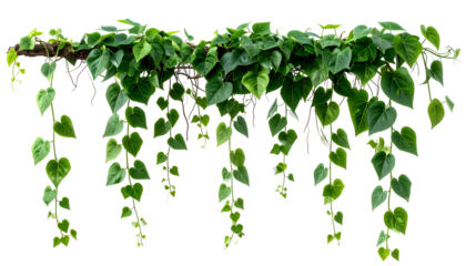 Lush green heart-shaped leaves of a climbing plant cascade downwards from a wooden beam