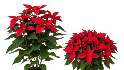 Two vibrant red poinsettia plants, traditional symbols of christmas and holiday cheer, isolated on transparent background