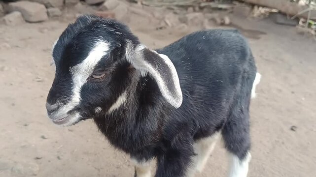 A goat eating is a common sight, often featuring them browsing on shrubs, leaves, and grasses, though they are also given hay, grains, and vegetables as part of a balanced diet. Their diet can include