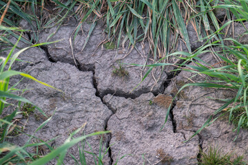 Green grass growing through dry cracked earth soil
