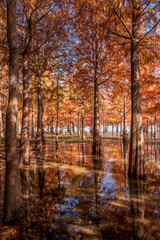 Metasequoia and reflections in autumn